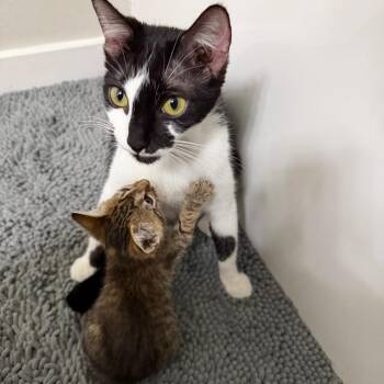 Kira -  Domestic Short Hair Cat Available for Adoption in Corpus Christi, Texas - Kira | PetCurious