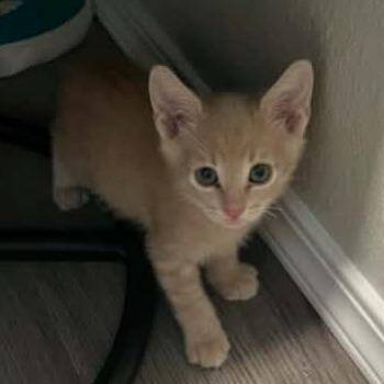Domestic Short Hair Cats Available for Adoption in Nampa, Idaho - Malcolm | PetCurious