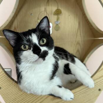 Warsaw -  Domestic Short Hair Cat for Adoption in Shorewood, Illinois - Warsaw | PetCurious