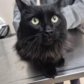 Taz -  Domestic Medium Hair Cat Available for Adoption in Reno, Nevada - Taz | PetCurious