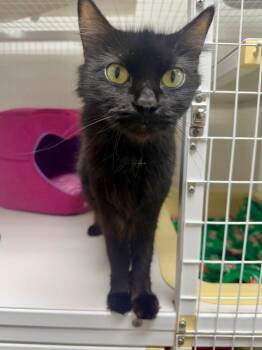 Domestic Medium Hair Cats Available for Adoption in St. Helens, Oregon - Sarah 26-08 | PetCurious