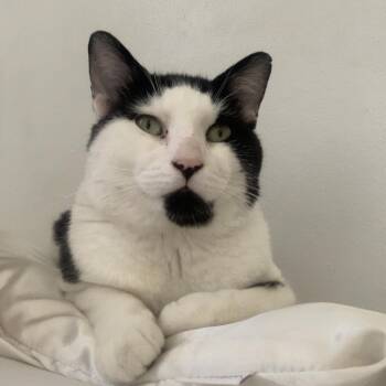 Salazar -  Domestic Short Hair Cat for Adoption in Montreal, Quebec - Salazar | PetCurious