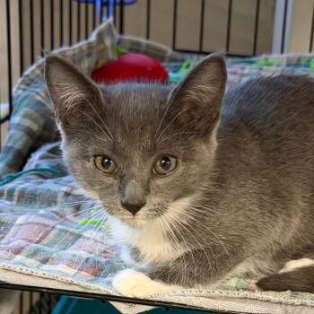 Susan -  Domestic Short Hair Cat for Adoption in Hernando, Mississippi - Susan | PetCurious
