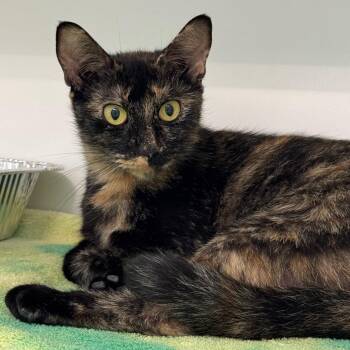 Taz -  Domestic Short Hair Cat for Adoption in Greensboro, North Carolina - Taz | PetCurious