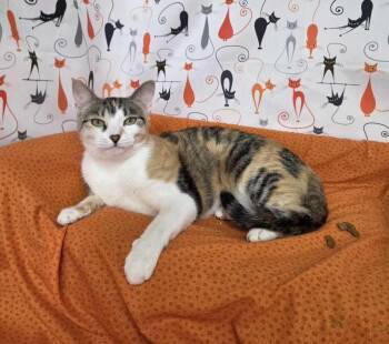 Domestic Short Hair Cats Available for Adoption in Memphis, Tennessee - Emily | PetCurious