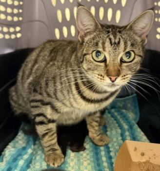 Rescue Domestic Short Hair Cats for Adoption in Honolulu, Hawaii - Hibiscus | PetCurious