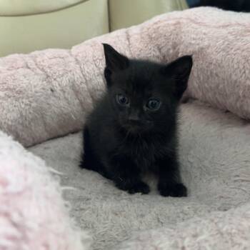 Queso 2 -  Domestic Short Hair Cat for Adoption - Queso 2 | PetCurious