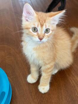 Starburst -  Tabby Cat for Adoption in San Antonio, Texas - Starburst | PetCurious