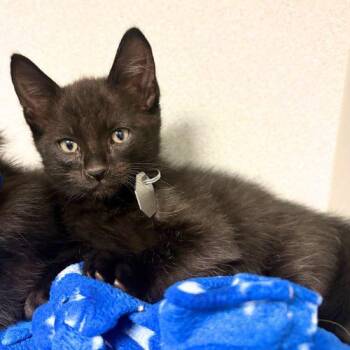 INKY -  Domestic Short Hair Cat for Adoption in Aurora, Colorado - INKY | PetCurious