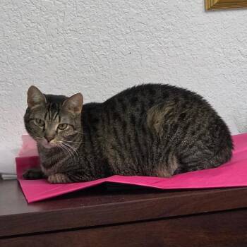 Khloe -  Domestic Short Hair Cat for Adoption in Lakeland, Florida - Khloe | PetCurious