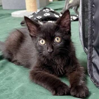 Veruca -  Domestic Short Hair Cat for Adoption in Los Angeles, California - Veruca | PetCurious