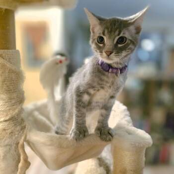 Peter Parker -  Domestic Short Hair Cat for Adoption in Lincoln, Nebraska - Peter Parker | PetCurious