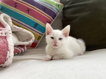 Akiko (new) -  Domestic Short Hair Cat for Adoption in Zephyrhills, Florida - Akiko (new) | PetCurious