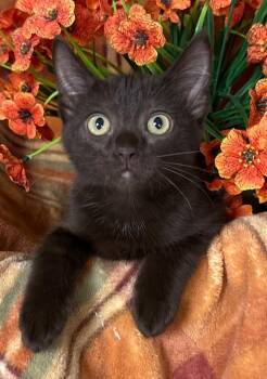 5/26/26 Medusa -  Domestic Short Hair Cat for Adoption in Stillwater, Oklahoma - 5/26/26 Medusa | PetCurious