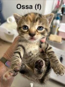 Ossa -  Domestic Short Hair and Tabby Cat for Adoption in Saugerties, New York - Ossa | PetCurious