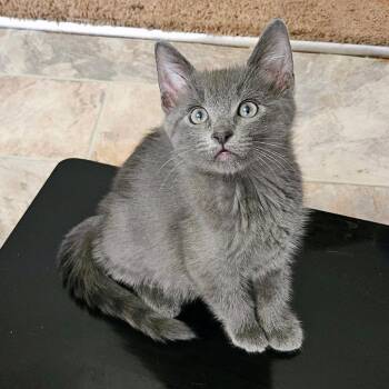 Storm Cloud -  Domestic Short Hair Cat for Adoption in Hemet, California - Storm Cloud | PetCurious