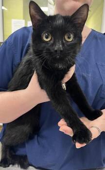 Domestic Short Hair Cats Available for Adoption - WILDFIRE | PetCurious