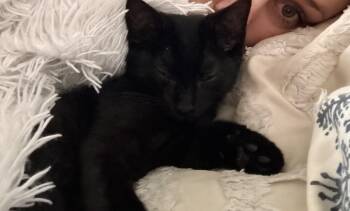 August -  Domestic Short Hair Cat for Adoption in Cleveland, Ohio - August | PetCurious