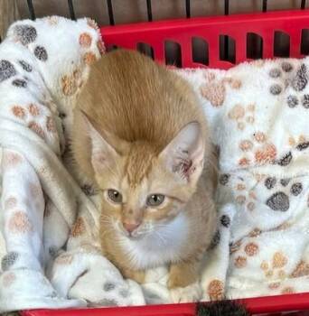 Bellamy -  Domestic Short Hair Cat for Adoption in West Memphis, Arkansas - Bellamy | PetCurious