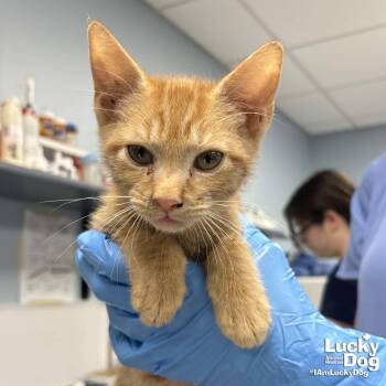 Domestic Short Hair Cats Available for Adoption in Washington, District Of Columbia - Wallace | PetCurious