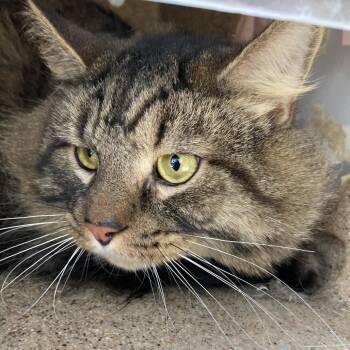 Domestic Medium Hair Cats Available for Adoption - Astro | PetCurious