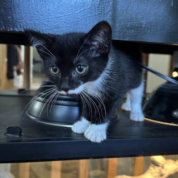 Celsius Energy -  Domestic Short Hair Cat Available for Adoption in Richmond, Virginia - Celsius Energy | PetCurious