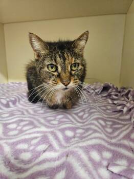 Charli -  Domestic Medium Hair Cat for Adoption in Bloomington, Indiana - Charli | PetCurious