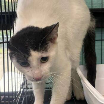 Domestic Short Hair Cats Available for Adoption in Gadsden, Alabama - Scrat | PetCurious