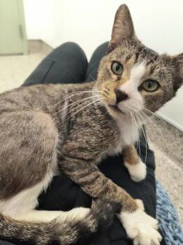 Bonzo -  Domestic Short Hair Cat for Adoption in Detroit, Michigan - Bonzo | PetCurious