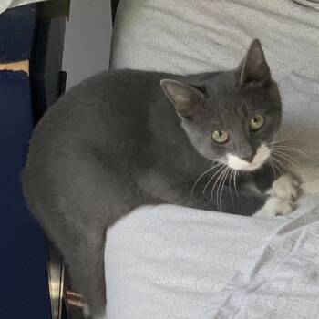 Rescue Domestic Short Hair Cats for Adoption in New York, New York - Jalapeno | PetCurious