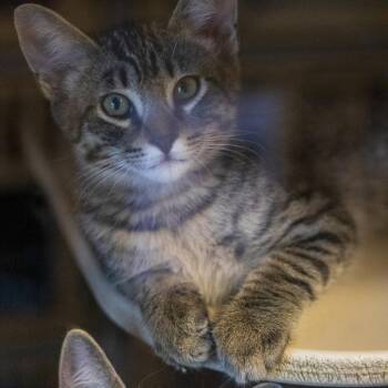Denver -  Domestic Short Hair Cat for Adoption in Flagstaff, Arizona - Denver | PetCurious