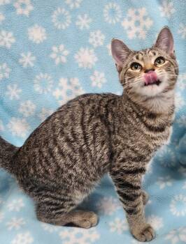 Rescue Domestic Short Hair Cats for Adoption in Little Rock, Arkansas - Cody | PetCurious