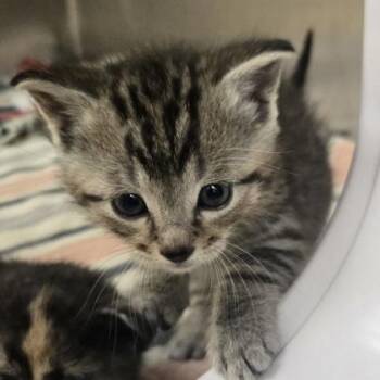Clam -  Domestic Short Hair Cat for Adoption in Westland, Michigan - Clam | PetCurious