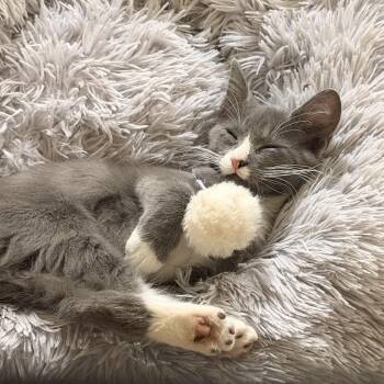 Carnation -  Domestic Medium Hair and Russian Blue Cat for Adoption in Norco, California - Carnation | PetCurious