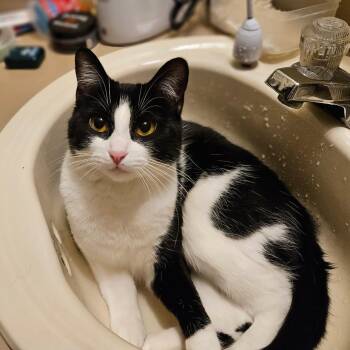 Domestic Short Hair Cats Available for Adoption in Morrison, Colorado - Laurel Kindred | PetCurious