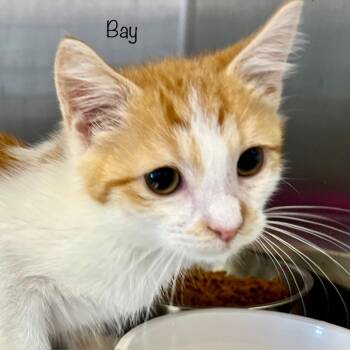 Bay -  Domestic Medium Hair Cat for Adoption in Madisonville, Tennessee - Bay | PetCurious