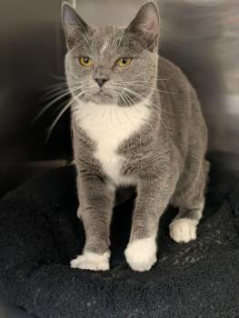 Domestic Short Hair Cats Available for Adoption in Chambersburg, Pennsylvania - Grey | PetCurious