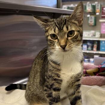 Rescue Domestic Short Hair Cats for Adoption in Dover, Delaware - Theodosia | PetCurious