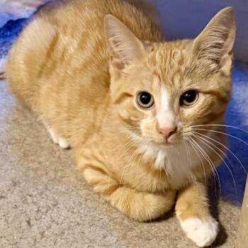 Cookie Dough -  Domestic Short Hair Cat for Adoption in Syracuse, New York - Cookie Dough | PetCurious
