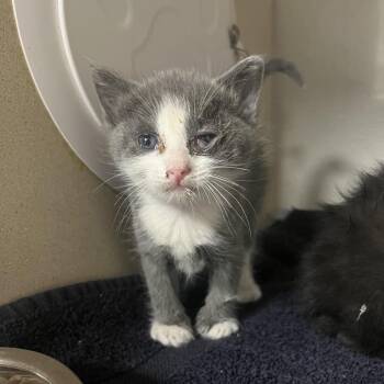 Domestic Medium Hair Cats Available for Adoption in Yuma, Arizona - Pawbert | PetCurious
