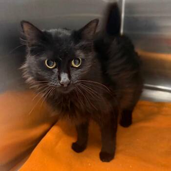 Jet -  Domestic Medium Hair Cat for Adoption in Spokane, Washington - Jet | PetCurious
