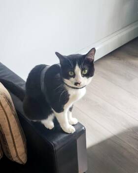 Domestic Short Hair Cats Available for Adoption - Piper | PetCurious