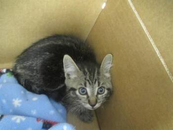 Domestic Short Hair Cats Available for Adoption in Ocala, Florida - FLORRIE | PetCurious