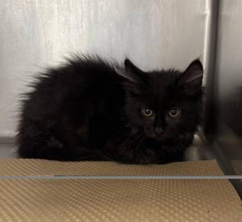 KATIE -  Domestic Short Hair Cat for Adoption in Albuquerque, New Mexico - KATIE | PetCurious
