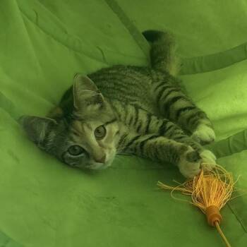 Olive -  Domestic Short Hair Cat for Adoption in Waynesburg, Pennsylvania - Olive | PetCurious