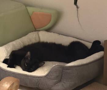 Domestic Short Hair Cats Available for Adoption - Runner Sol | PetCurious