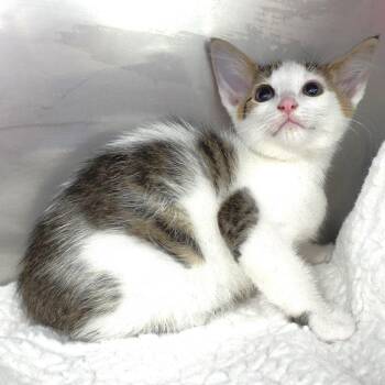 Zaza (Mercedes) -  Domestic Short Hair Cat Available for Adoption in Michigan City, Indiana - Zaza (Mercedes) | PetCurious