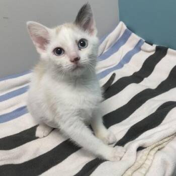 FiFi -  Siamese and Domestic Short Hair Cat for Adoption in Janesville, Wisconsin - FiFi | PetCurious