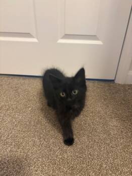 Nyx -  Domestic Medium Hair Cat for Adoption in Crown Point, Indiana - Nyx | PetCurious