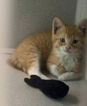 River -  Domestic Short Hair Cat for Adoption in Viroqua, Wisconsin - River | PetCurious
